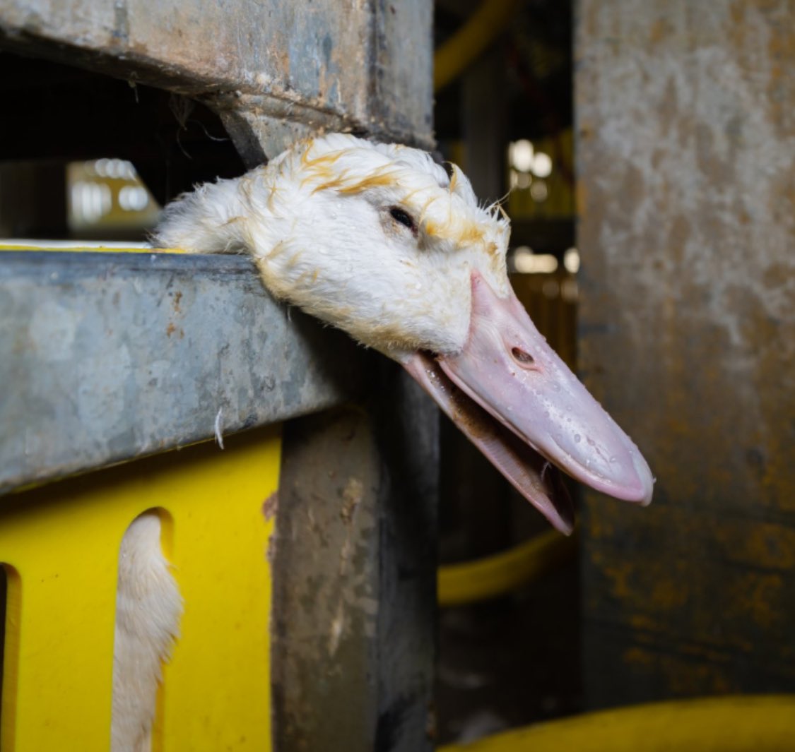 S_Catsgotmyback's tweet photo. 11.8 million #ducks every single day🩸 

#AnimalHolocaust #EthicsCrisis https://t.co/tBQoQ5CFs2
