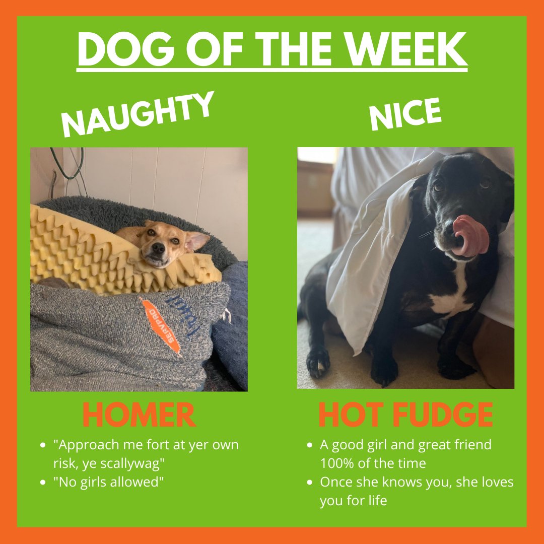 Throwback Thursday... who thinks we should bring back Dog of the Week?