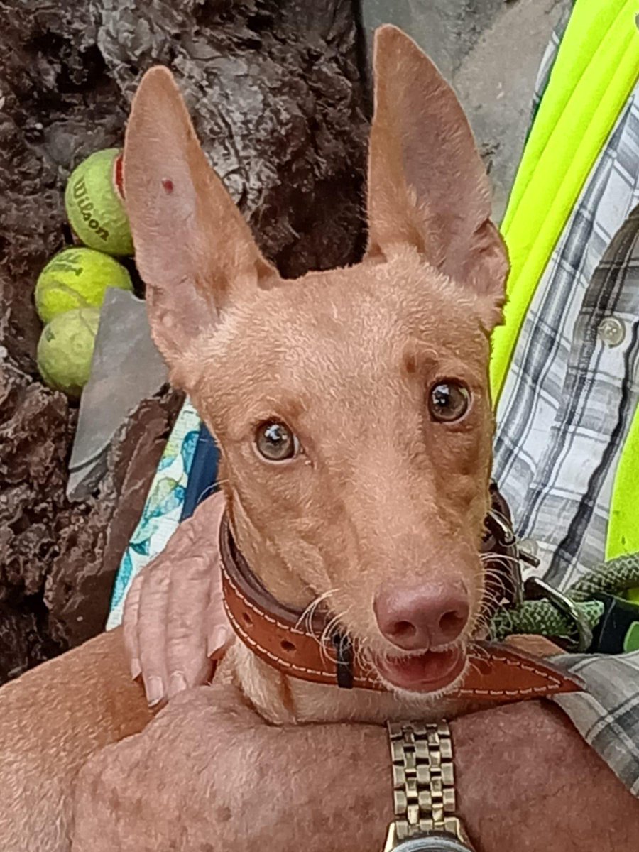 AMIacogemos's tweet photo. 🔴🔴🔴 Esta es Diana. Es una #podenca de tamaño pequeño y de 7️⃣ meses.
Es muy tímida y asustadiza. Necesita una casa de #acogida donde socializar con personas y otros animales y así facilitar su #adopción.
Si puedes acogerla, envía un 📧 con tu 📞 a acogidasmalakitas@gmail.com https://t.co/eidlQCX2gK