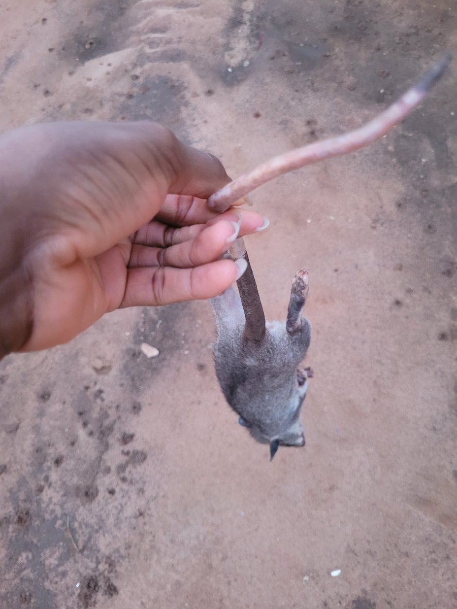 DanielRegha's tweet photo. Caught rabbit today, God is wonderful. Pepper soup things...😀 https://t.co/zGyIIlj0up