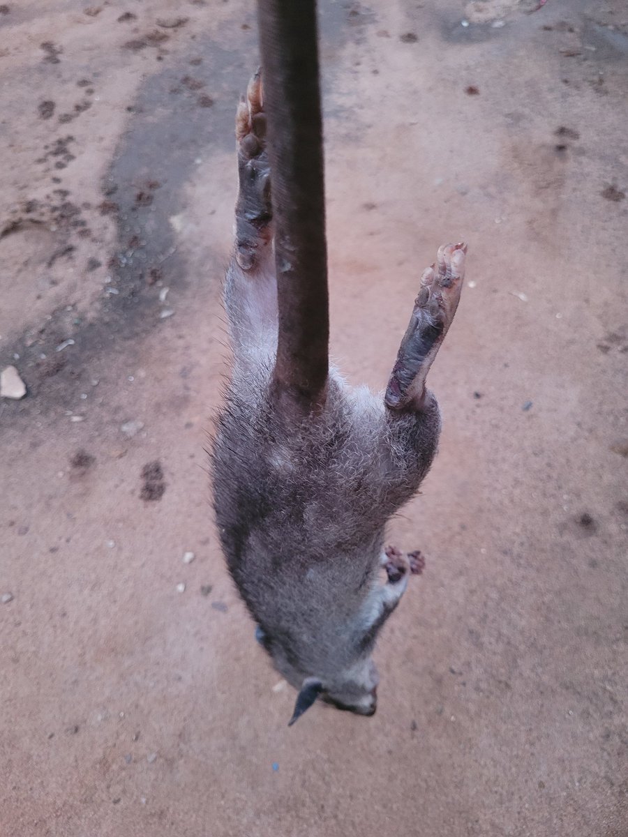 DanielRegha's tweet photo. Caught rabbit today, God is wonderful. Pepper soup things...😀 https://t.co/zGyIIlj0up