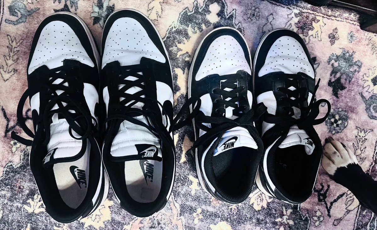 itsbobbisue's tweet image. Kevin’s, mine, and Izzy’s 🤣🤣 This dog BELIEVES she is a person! #rescuedog #shesavedme #pandadunks