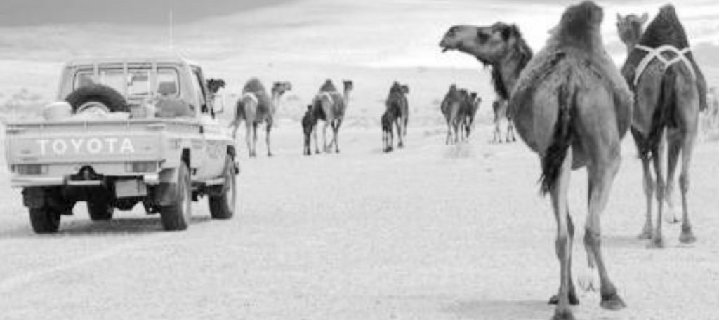 معكاز شعر tweet media