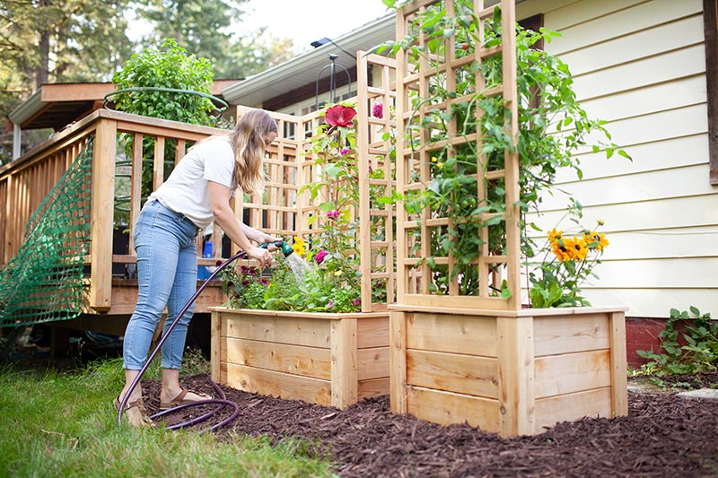 eartheasy's tweet photo. What can you plant in autumn? We can help with that! Depending on where you live there are a variety of options. Choose from these top faves to keep your garden growing. 🥕 🍇 🌳 #fallgarden101 #yearroundgarden https://t.co/jYsE27uZvZ https://t.co/F71eib3XBw