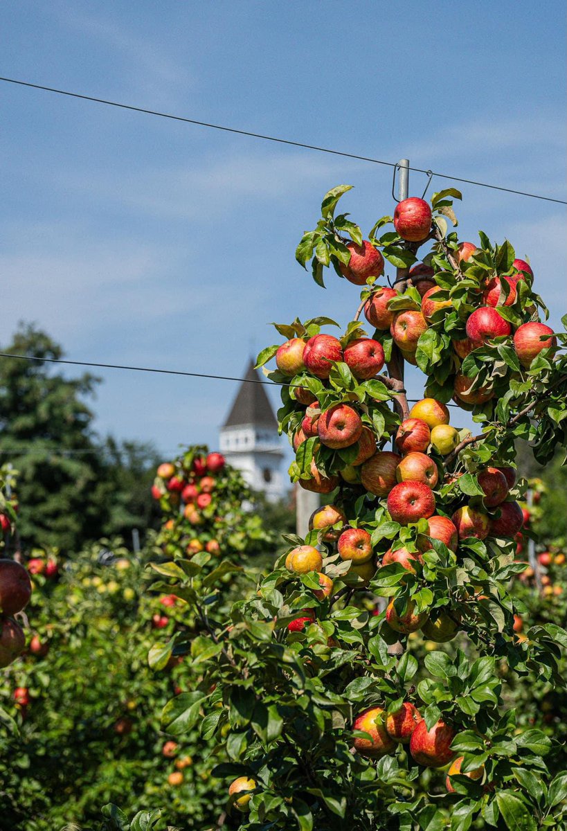 BrookdaleFarms's tweet photo. 🍎🍏 17 Apple Varieties to Pick - Visit Brookdale This Weekend! 🍎🍏

Voted ‘Best Pick-Your-Own in New Hampshire’.

Don’t forget a picture 📸 with the Pumpkin Man!!
🎃
|{I}\_🍎
I/ \ -
/_  /_

Corn Maze, Hay Rides, Pick-Your-Own 🌺 Flowers &amp; 🍦 Ice Cream Stand. 
See You Soon  -BFF https://t.co/2x2tBytUi0