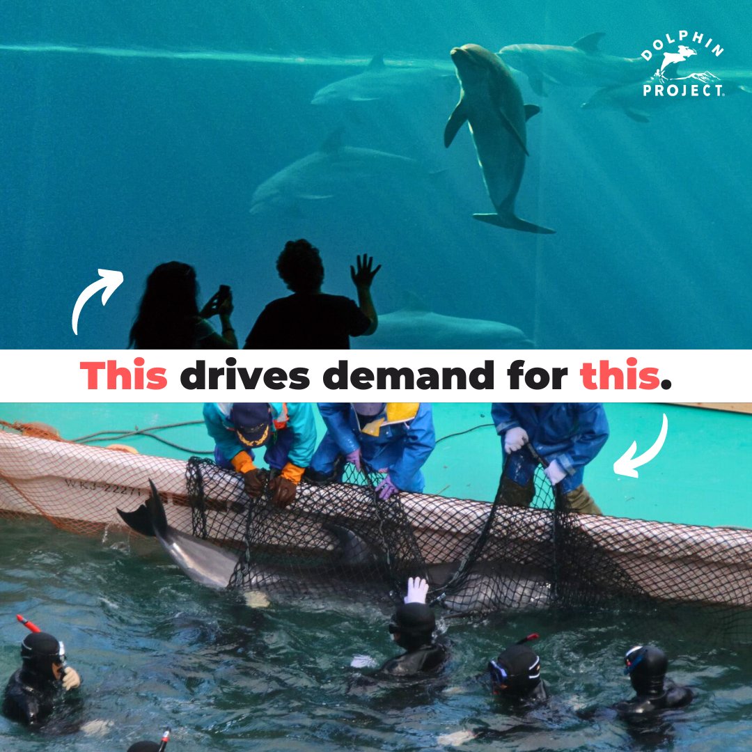 The dolphin captivity industry offers the primary economic motive for Taiji's dolphin drive hunts. This reality reinforces the idea that these hunts are inextricably tied to the aquarium trade: bit.ly/TaijiAndCaptiv… 

#DolphinProject #thanksbutnotanks #emptythetanks