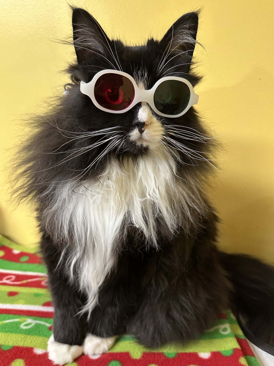 ArmarkatPets's tweet image. Truffles The Kitty doesn’t just look good in glasses–she helps children with vision impairments feel good about themselves, too! This optics-loving feline is changing the world one pair of glasses and eye patch at a time. 

Read more:
armarkat.com/blog/truffles-…

 #CatsOnX  #optician