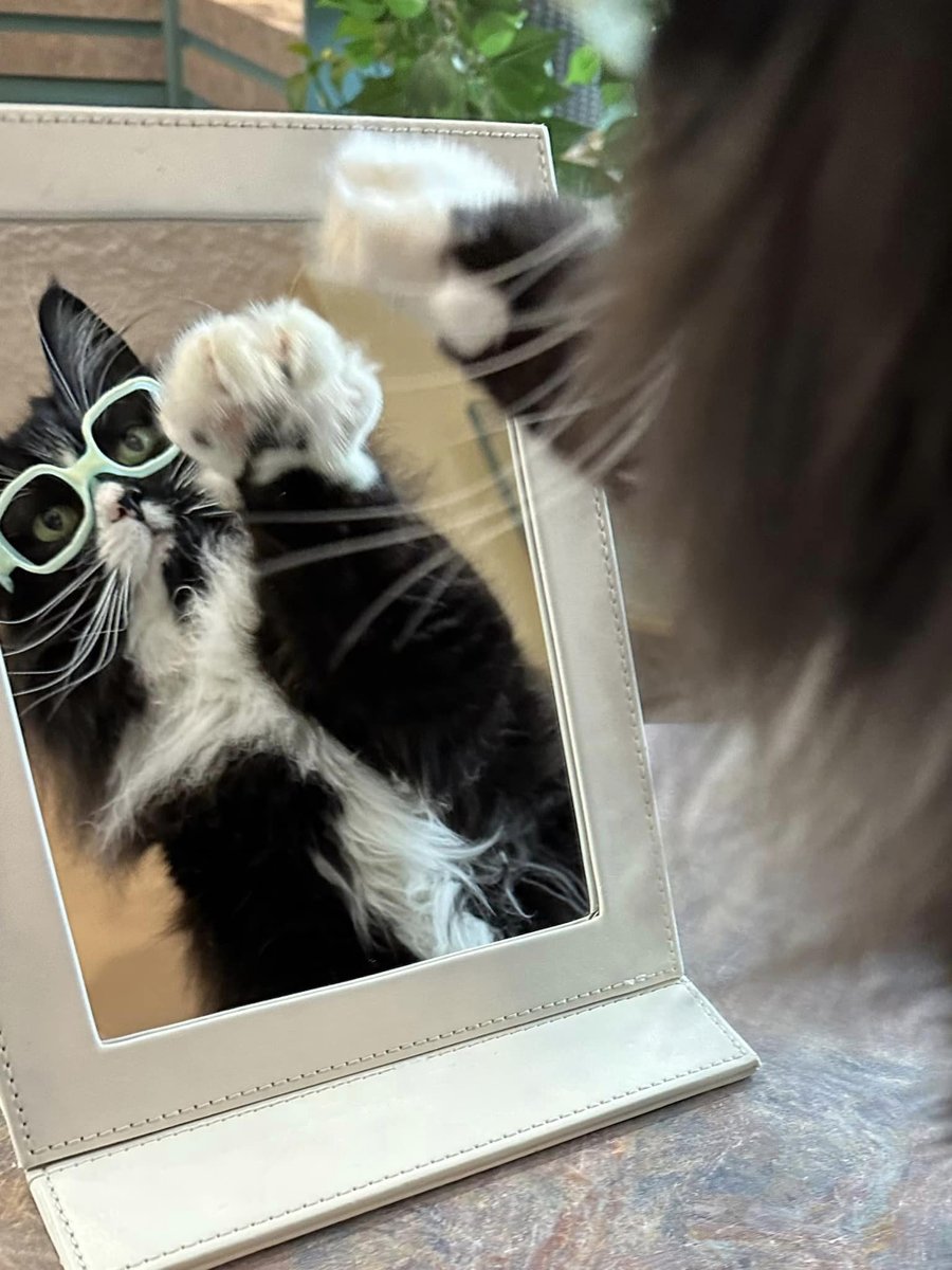 ArmarkatPets's tweet image. Truffles The Kitty doesn’t just look good in glasses–she helps children with vision impairments feel good about themselves, too! This optics-loving feline is changing the world one pair of glasses and eye patch at a time. 

Read more:
armarkat.com/blog/truffles-…

 #CatsOnX  #optician