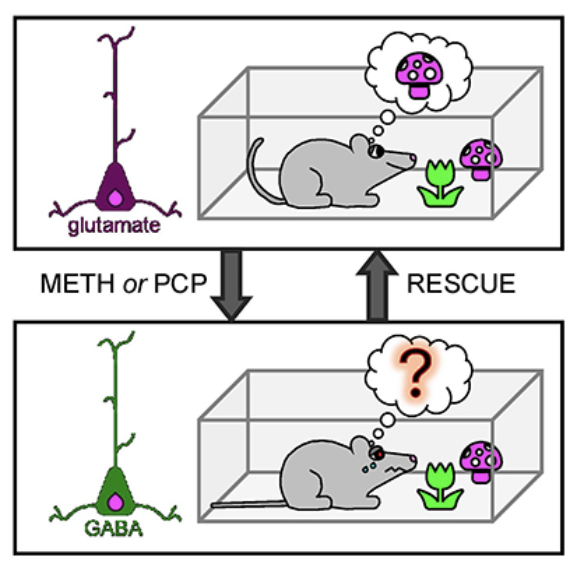 Marta Pratelli (@pratellimarta) on Twitter photo Really happy to finally share this long-term work with everyone! nature.com/articles/s4146…
Drug-induced change in transmitter identity is a shared mechanism generating cognitive deficits. <a href="/SpitzerLab/">SpitzerLab</a> <a href="/NatureComms/">Nature Communications</a> Really happy to finally share this long-term work with everyone! nature.com/articles/s4146…
Drug-induced change in transmitter identity is a shared mechanism generating cognitive deficits. <a href="/SpitzerLab/">SpitzerLab</a> <a href="/NatureComms/">Nature Communications</a>