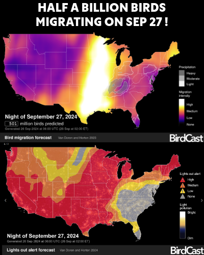 HALF A BILLION birds will migrate over the US on Sep 27 and close to that number tonight. Over 1B die each year from hitting glass. Turn off your lights &amp; treat your windows with Feather Friendly markers to help.

#featherfriendly #cornelllab @cornellbirds