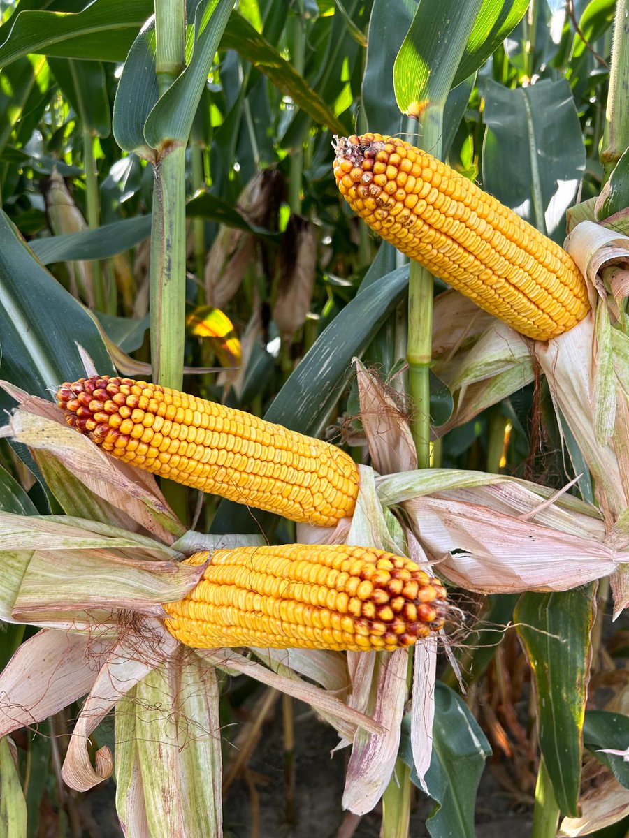 alpinepfl's tweet photo. Check out this ear finish on silage corn! Potassium and Boron enhance cob fill—ALPINE G241-S &amp; MicroFusion Zn in-furrow with ALPINE K19-S &amp; MicroBolt B in the Furrow Jet. 🌽 #ALPINE #nutrients #liquidfertilizer https://t.co/mNvR7m34v5