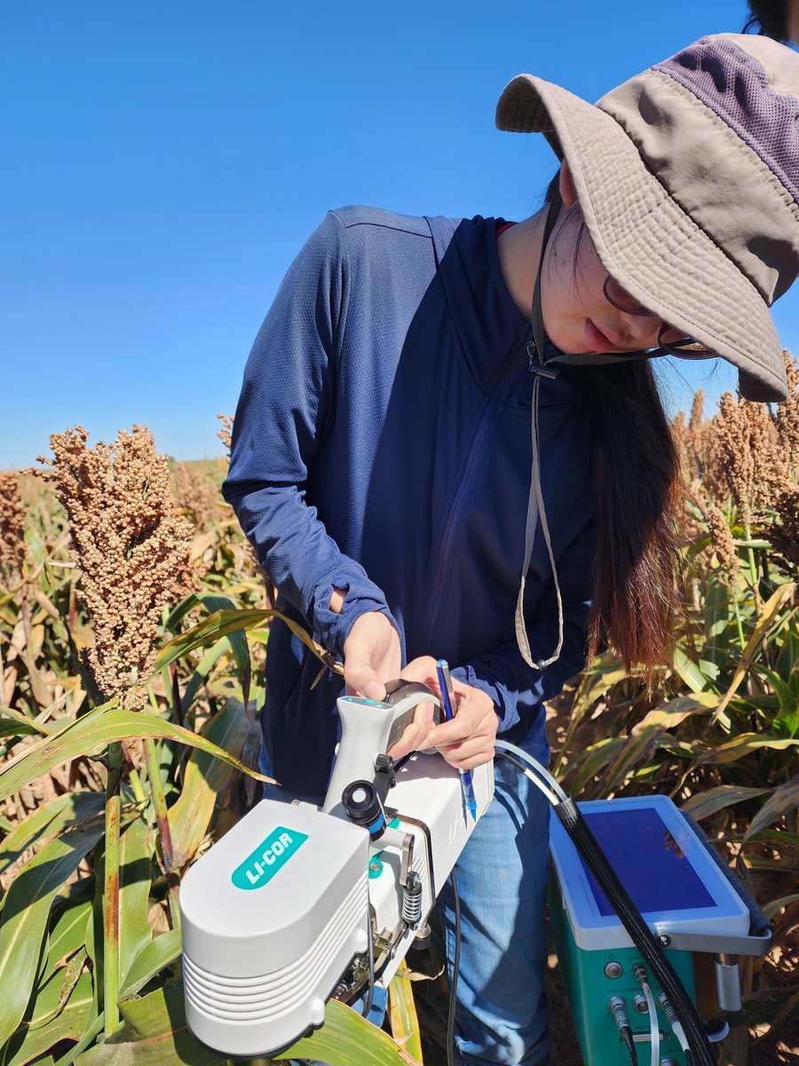 SainiDK10's tweet photo. @MayankP24361375 is sharing his expertise with @yusaichinose and @Teja_2810 on the #LICOR6800🥳🙌. Two more experts in the making!🫡🤞 🔬 #Photosynthesis #CropForageSystemsLab @KJagadish_TTU @ISomayanda https://t.co/DT5ilFnJJb