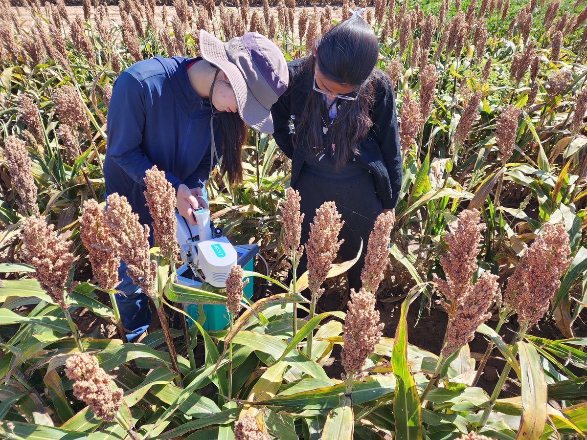 SainiDK10's tweet photo. @MayankP24361375 is sharing his expertise with @yusaichinose and @Teja_2810 on the #LICOR6800🥳🙌. Two more experts in the making!🫡🤞 🔬 #Photosynthesis #CropForageSystemsLab @KJagadish_TTU @ISomayanda https://t.co/DT5ilFnJJb