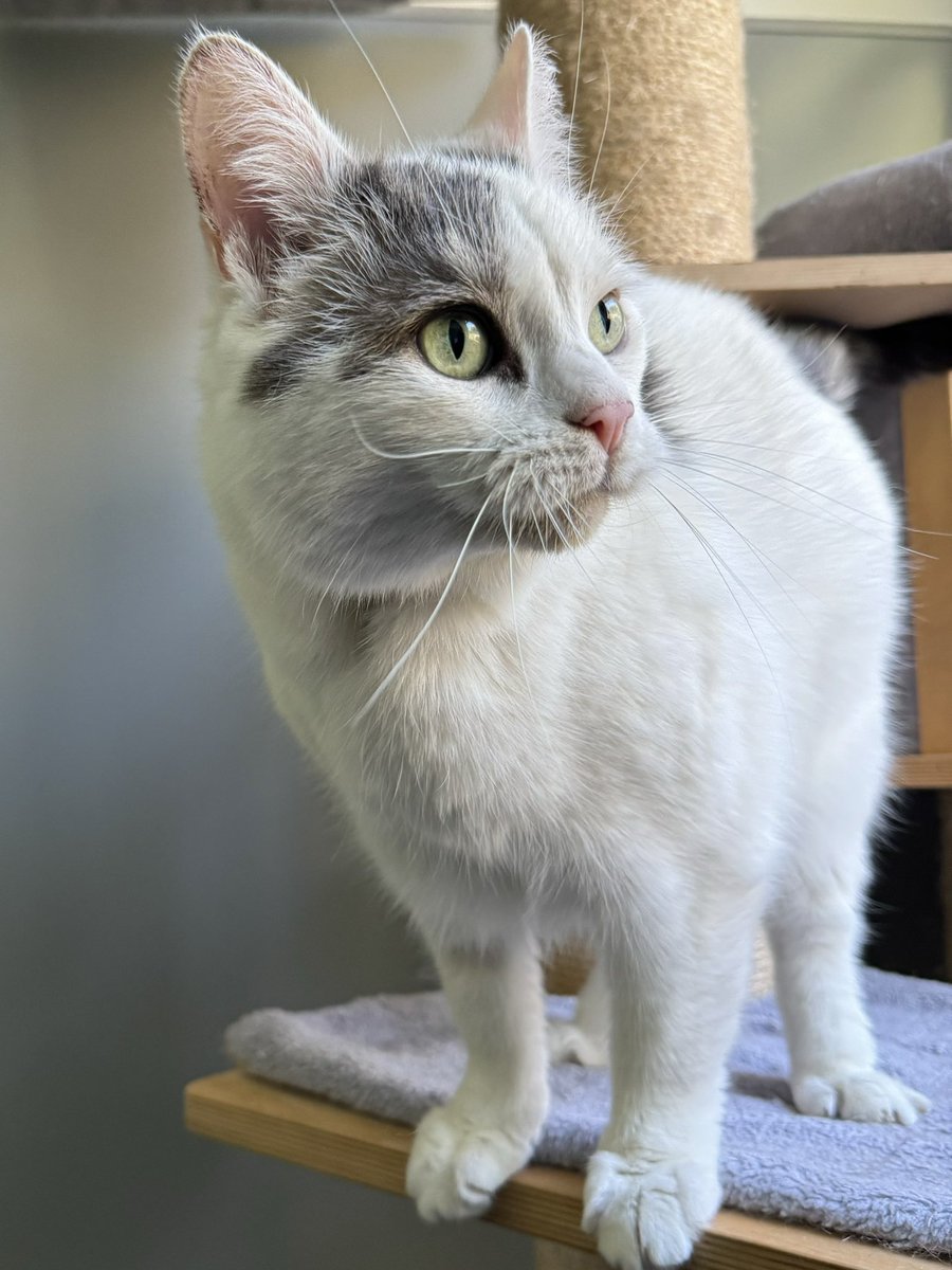 KernowCatHotel's tweet photo. Buzz - beautiful, sweet boy 😻❤️

#CatsOfTwitter https://t.co/kz3LWXwWcl