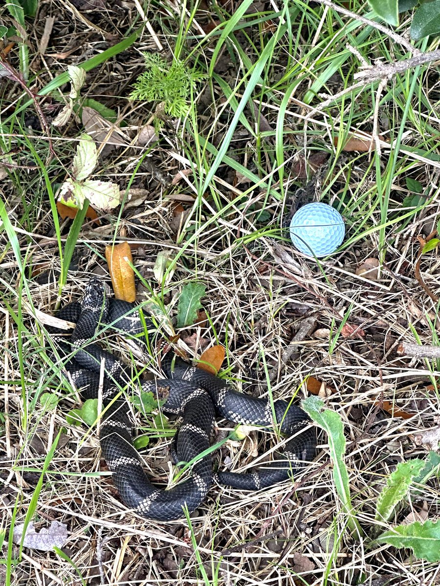 Offie1's tweet photo. Not sure what the #R&amp;A rules are for this lie but I didn't fancy the shot much. #Golf https://t.co/5pT0Vhlm5l