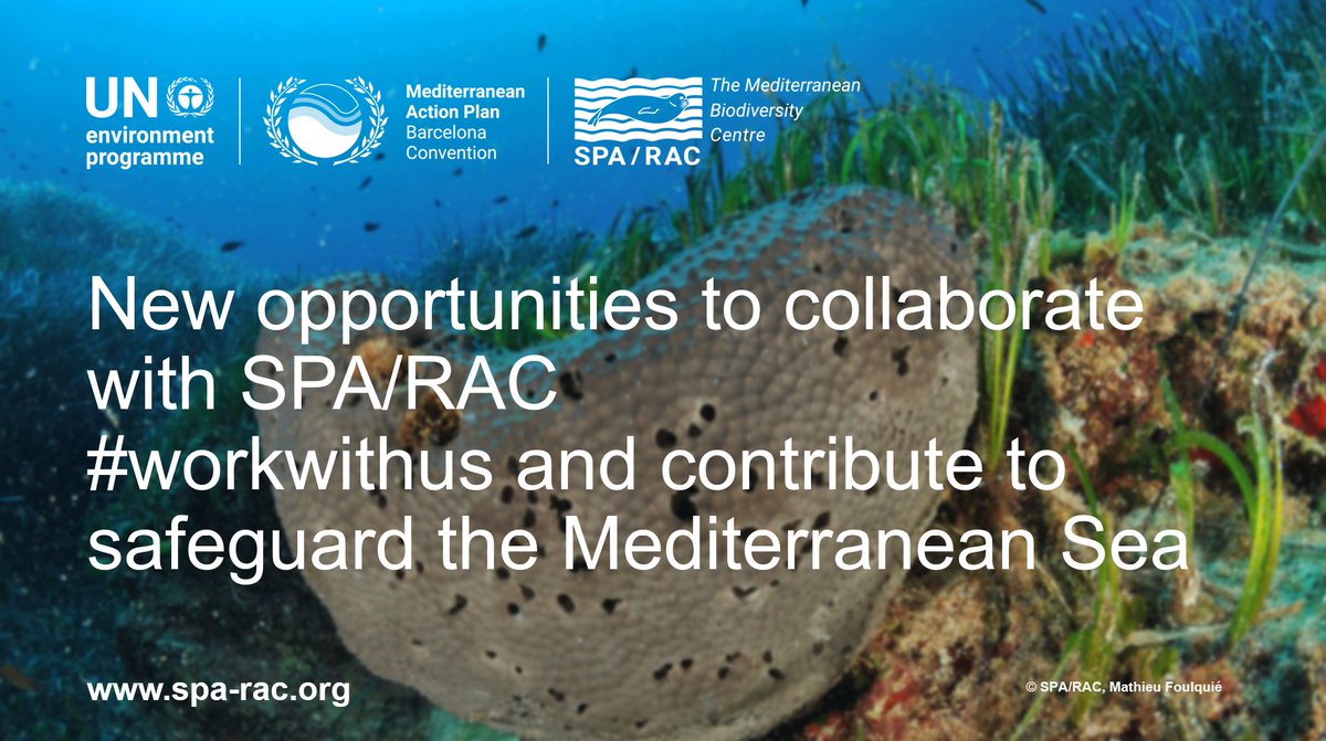 🌊SPA/RAC is launching a call for #consultation to elaborate an overview on the status of elasmobranch in the Adriatic region🦈

🔹Terms of Reference: bit.ly/3MYyssC
🔹Deadline for submissions: 13 October 2024

#sharks #rays