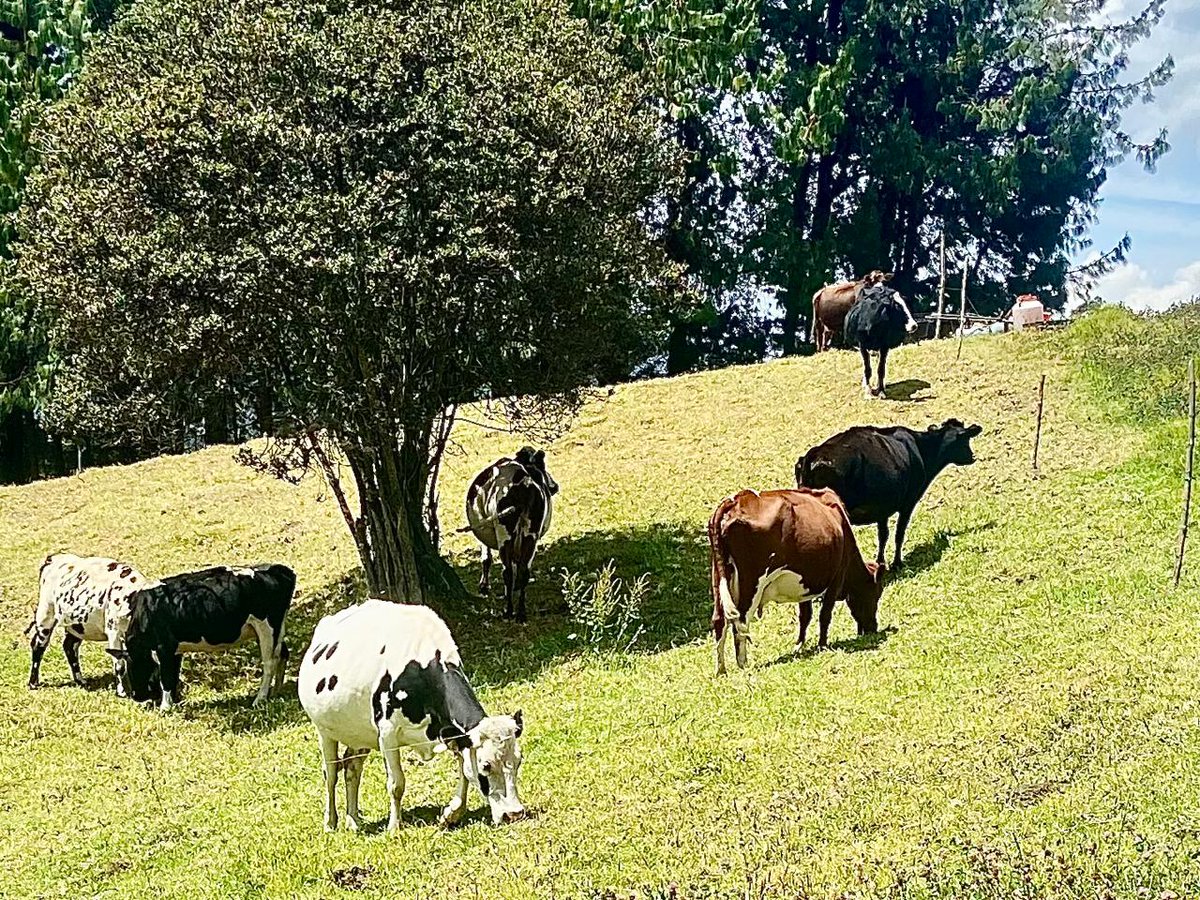 PL_Chiquinquira's tweet photo. 🐄🌿 Bovinos pastando en las verdes tierras de Saboya, Boyacá: un ejemplo de armonía entre ganadería y naturaleza.
@fedegan_pl_tunja @Fedegan @jflafaurie #Saboya #GanaderíaSostenible #Boyacá https://t.co/xAjepgs9Dx
