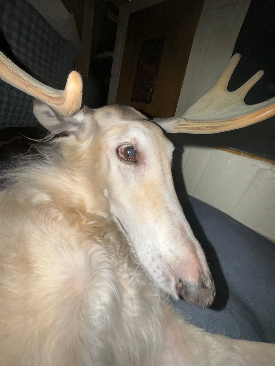 Esper Borzoi (@esperborzoi) on Twitter photo 