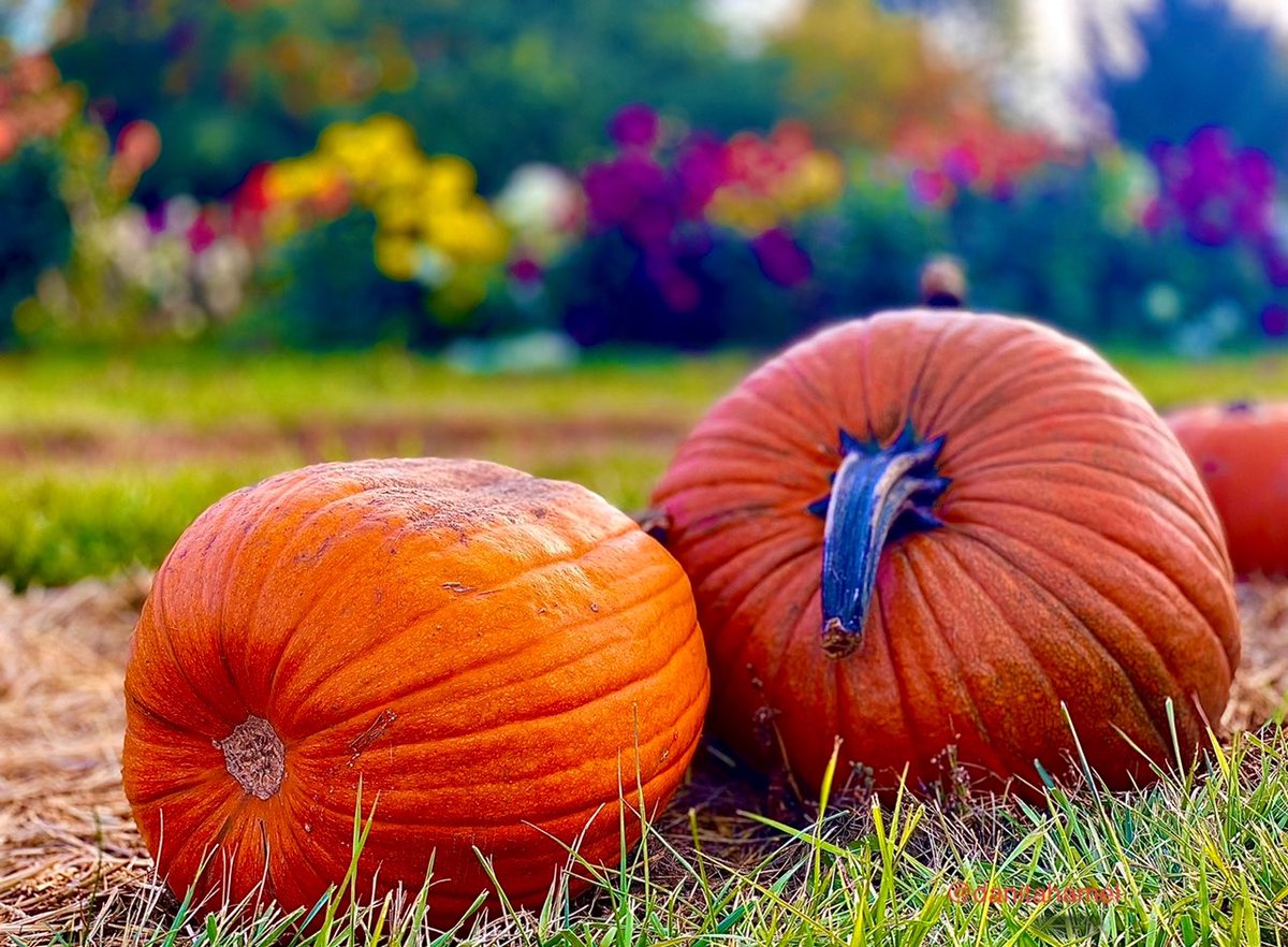 danitahamel's tweet photo. Good morning and happy Thursday!๐๐๐ปโ๏ธ
Todays photo theme is: Something Round
Hereโs a couple of round pumpkins to celebrate Fall.๐
#Round https://t.co/fFNWf17GJP