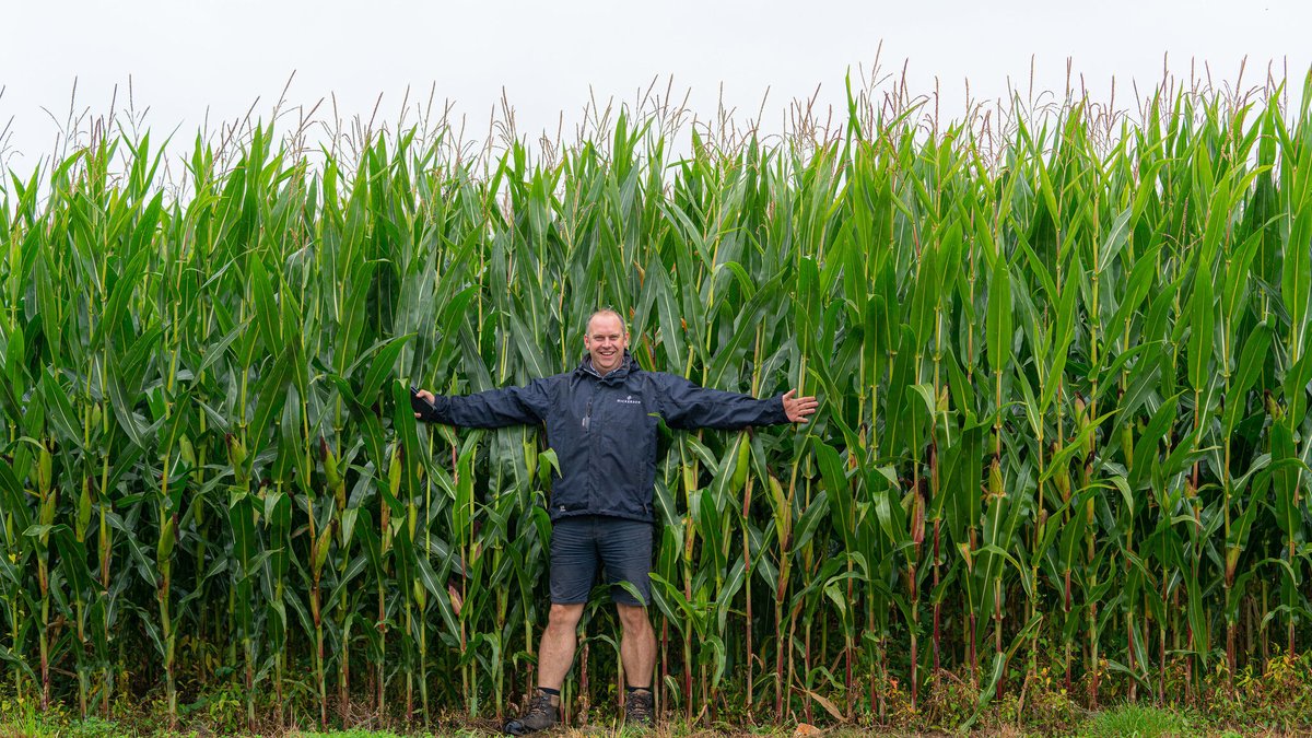 Nickerson Seeds UK tweet media