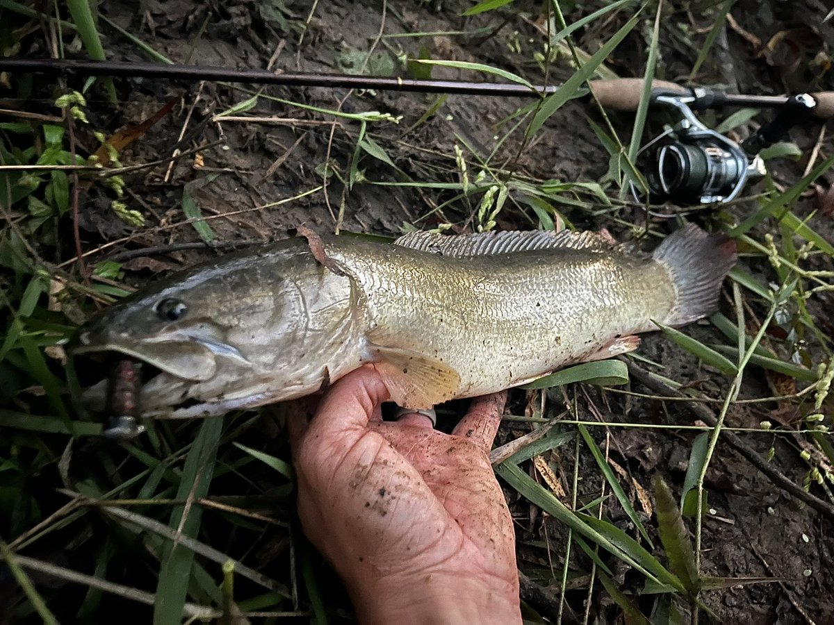 Pics from some good #bowfin fishing yesterday.