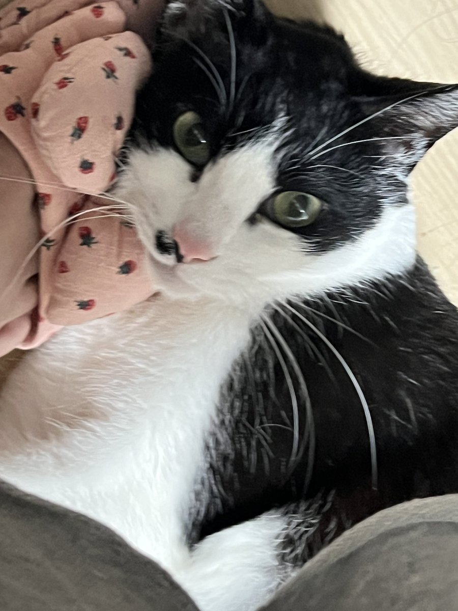 고양이는.정말.알수가없.다