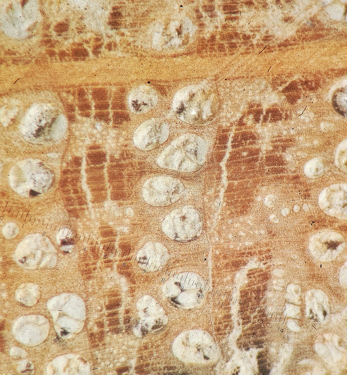 My students in Tree Biology are learning about wood structure and function. This white oak core shows large, early-season vessels that move more water when it is abundant and late-season vessels (tiny) that move less water but withstand drought.

<a href="/UKAgriculture/">University of Kentucky Martin-Gatton CAFE</a> #forestry