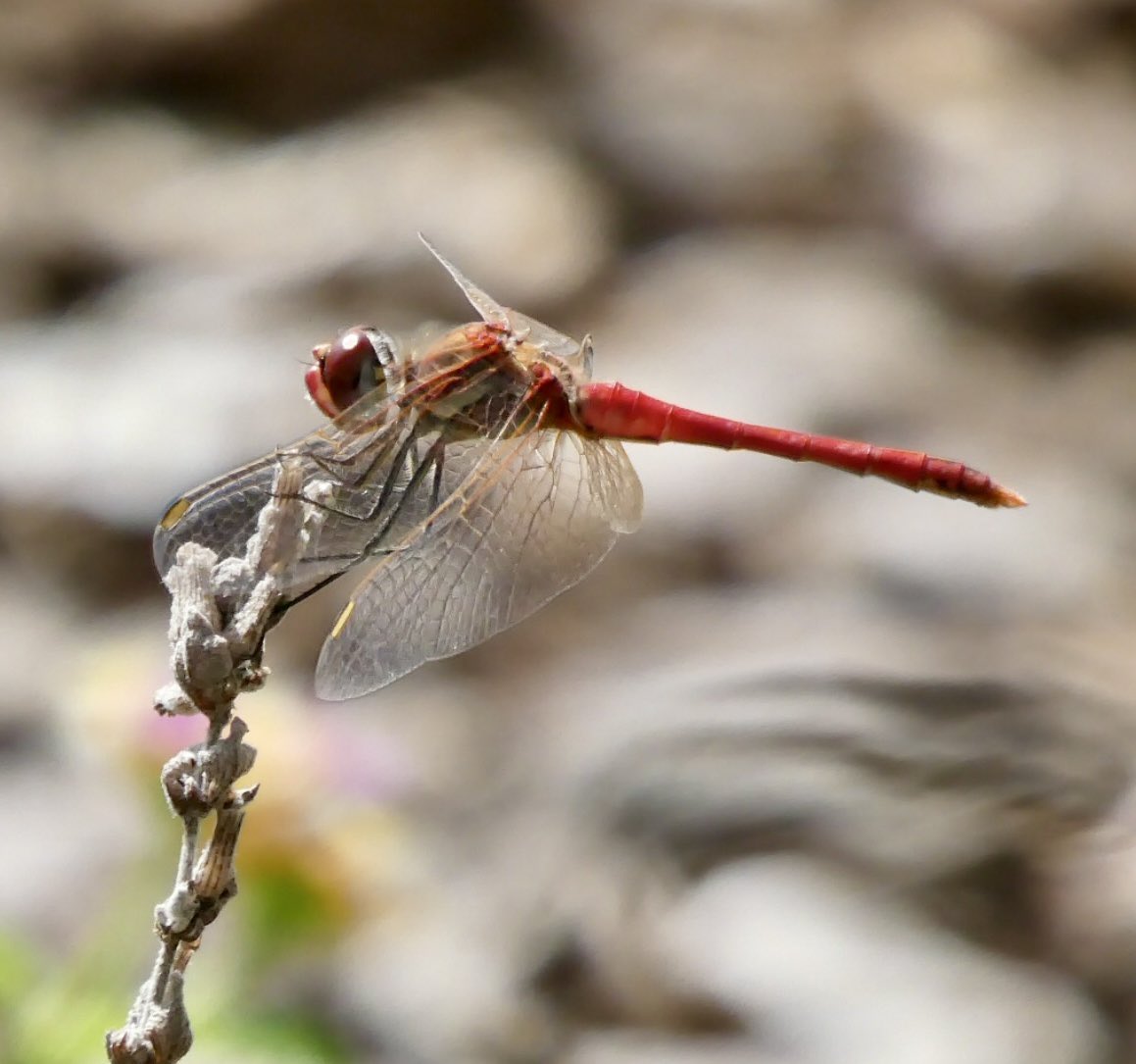 Red-vained darter, dragonfly taken while in Spain 📷