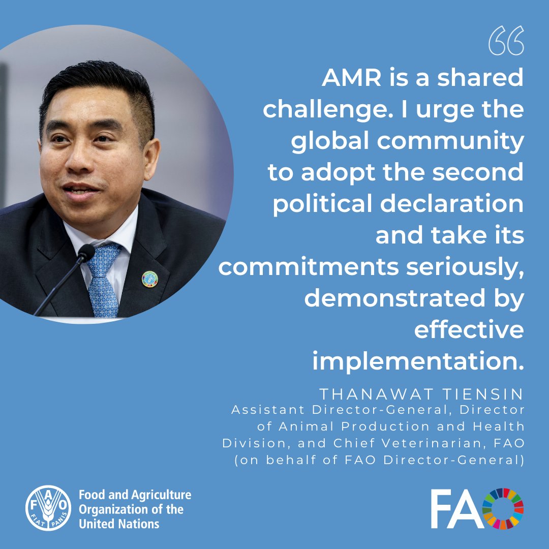 FAO in New York (@faonewyork) on Twitter photo 🎤At the joint press briefing with the Quadripartite on the significance of the HLM on #AMR and its outcome, <a href="/FAO/">Food and Agriculture Organization</a>'s <a href="/ThanawatTiensin/">Thanawat Tiensin</a> urged the global community to take the commitments seriously 👇
Watch the briefing here 🔗 bit.ly/47LsiGa
#AntimicrobialResistance #UNGA 🎤At the joint press briefing with the Quadripartite on the significance of the HLM on #AMR and its outcome, <a href="/FAO/">Food and Agriculture Organization</a>'s <a href="/ThanawatTiensin/">Thanawat Tiensin</a> urged the global community to take the commitments seriously 👇
Watch the briefing here 🔗 bit.ly/47LsiGa
#AntimicrobialResistance #UNGA