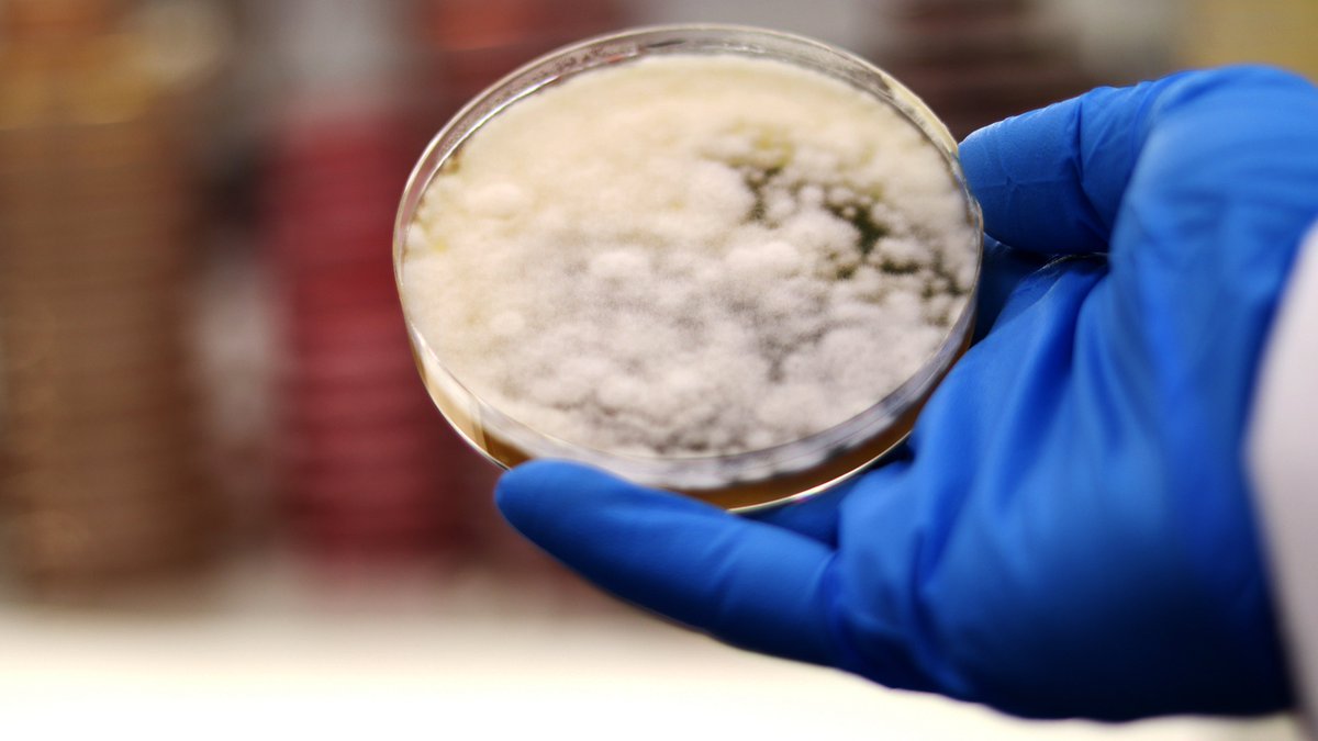 #CRISPR was used to modify the genes of Aspergillus oryzae (koji mold), creating a meat-like patty with boosted nutritional and sensory value by overexpressing genes for ergothioneine (an antioxidant) and heme (for color and flavor)
More <a href="/TheScientistLLC/">The Scientist</a>: shorturl.at/X0tul