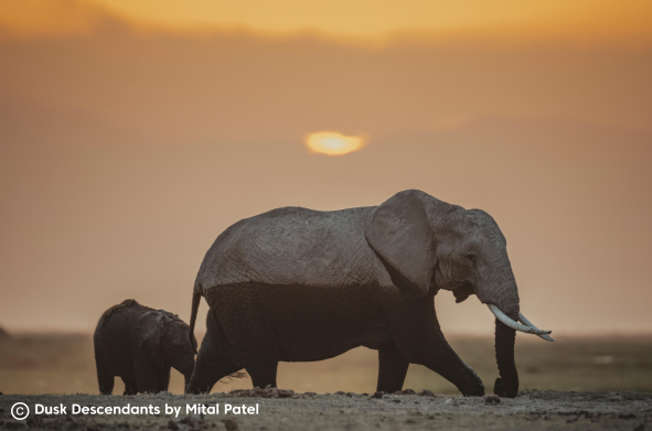 Wildlife Justice Commission (@wjcommission) on Twitter photo 🚨Happening today: The Wildlife Justice Commission is holding a silent auction which is now LIVE and closes tonight at 8:00 PM ET! 
Bid on stunning artwork donated by celebrated artists like Kate Brooks, Marie-Claire Greve, Angela Manno, Mital Patel, & Harriet Stoop- de 🚨Happening today: The Wildlife Justice Commission is holding a silent auction which is now LIVE and closes tonight at 8:00 PM ET! 
Bid on stunning artwork donated by celebrated artists like Kate Brooks, Marie-Claire Greve, Angela Manno, Mital Patel, & Harriet Stoop- de