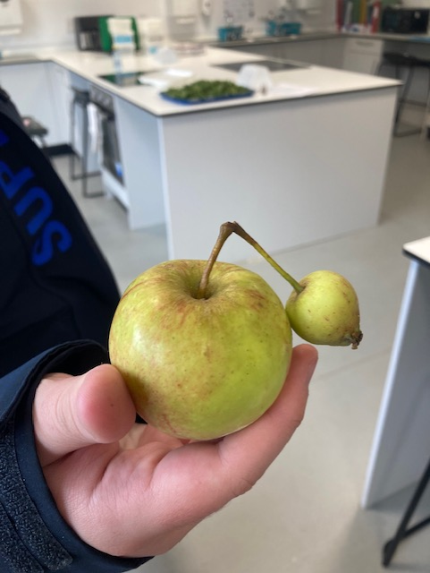 CedarbankSchool's tweet photo. We learned about the tradition of 'Galette de Roi' in bakery this morning- a French pastry with a lucky charm inside- and made one to join in the breakfast festivities with Madame C! The person who finds the 'charm' gets to wear a crown for the day! #languagesweek #creativity https://t.co/xymEisPAAS
