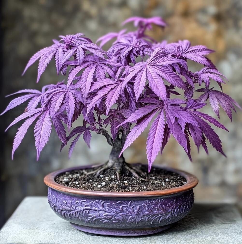 Give a name and get zip free 👇🏼

t.me/lord420budz