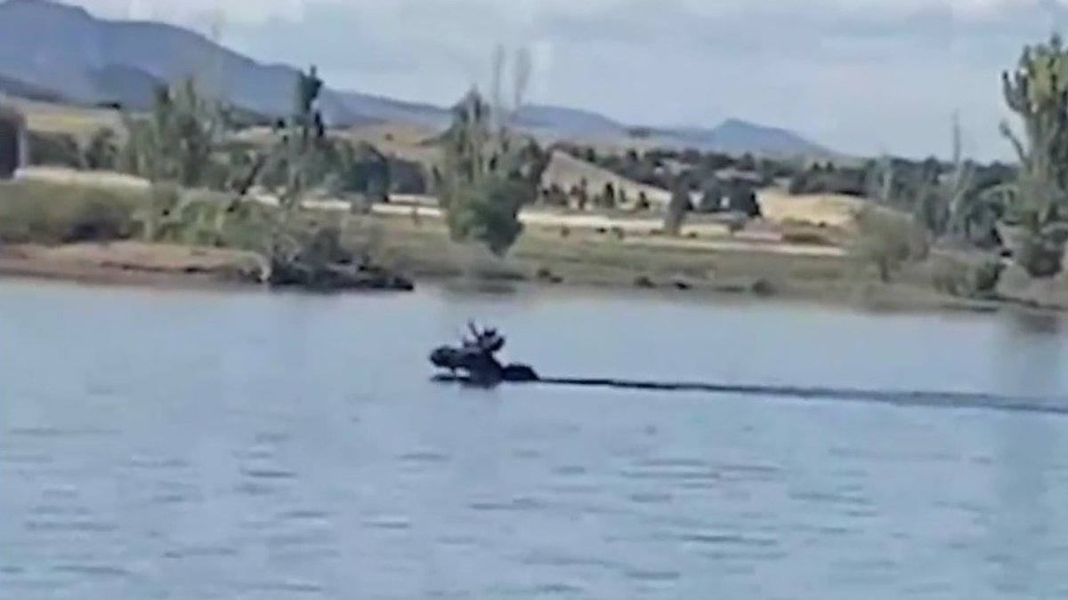 Moose swims alongside paddleboarders at Chatfield Reservoir trib.al/uFi3lfe