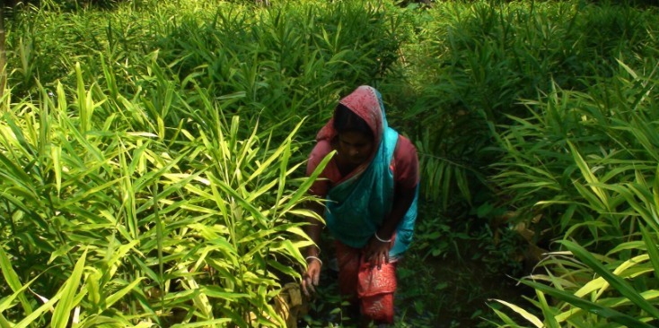 নড়াইলে গৃহিনীর সুস্বাদু রান্নার মসলা বস্তায় আদাচাষে সফলতা