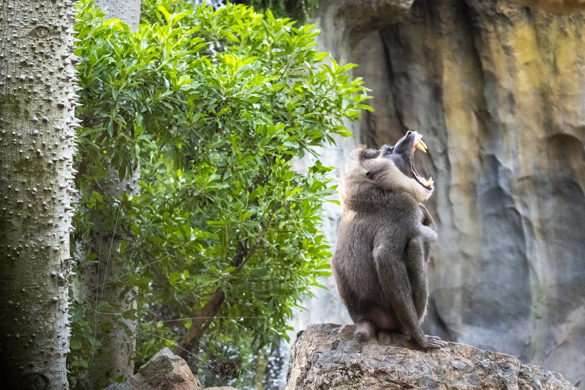AntonianosVal's tweet image. EN ESPAÑA, @BIOPARC LIDERA LA CONSERVACIÓN DEL #DRIL, UNO DE LOS #PRIMATES EN MAYOR PELIGRO DE EXTINCIÓN DE ÁFRICA
La alarmante pérdida de población en África lo sitúa a un paso de estar declarado en “peligro crítico” en la Lista Roja de la UICN.

#SanAntonioAbad