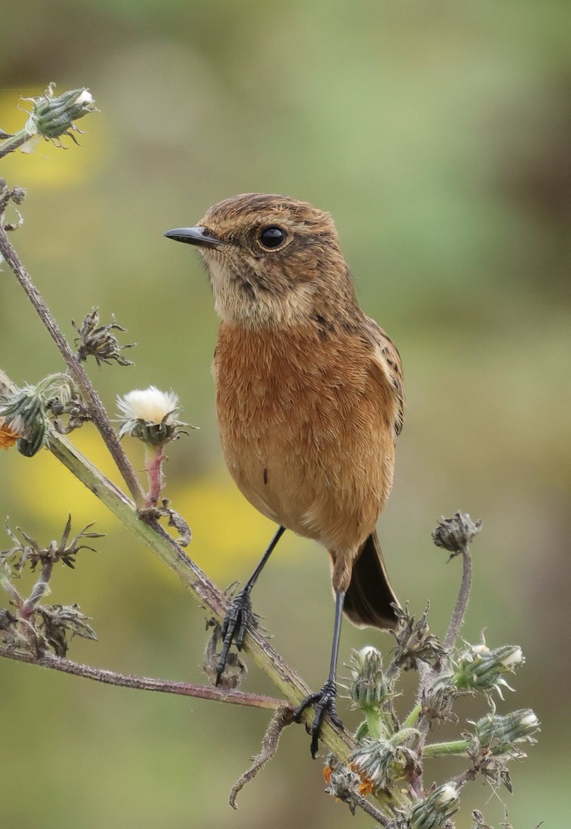 SJR_Herts's tweet photo. Whinchat and Stonechats near Hertford today. R7/RF600 ⁦@Hertsbirds⁩ ⁦@HMWTBadger⁩ https://t.co/PllV3CPelJ