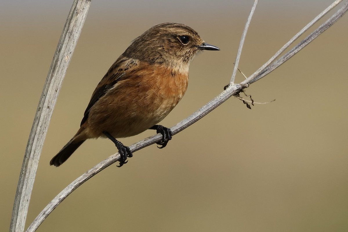 SJR_Herts's tweet photo. Whinchat and Stonechats near Hertford today. R7/RF600 ⁦@Hertsbirds⁩ ⁦@HMWTBadger⁩ https://t.co/PllV3CPelJ
