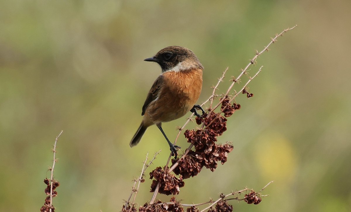SJR_Herts's tweet photo. Whinchat and Stonechats near Hertford today. R7/RF600 ⁦@Hertsbirds⁩ ⁦@HMWTBadger⁩ https://t.co/PllV3CPelJ