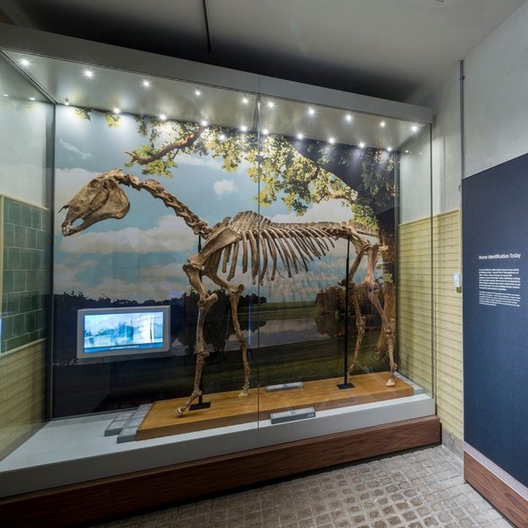 In 1990, a cedar tree at Hare Park Stud was blown down during a storm exposing the skeleton of a horse tangled in its roots which possibly belonged to champion racehorse Pot8os.

Do you know how he got his name?!