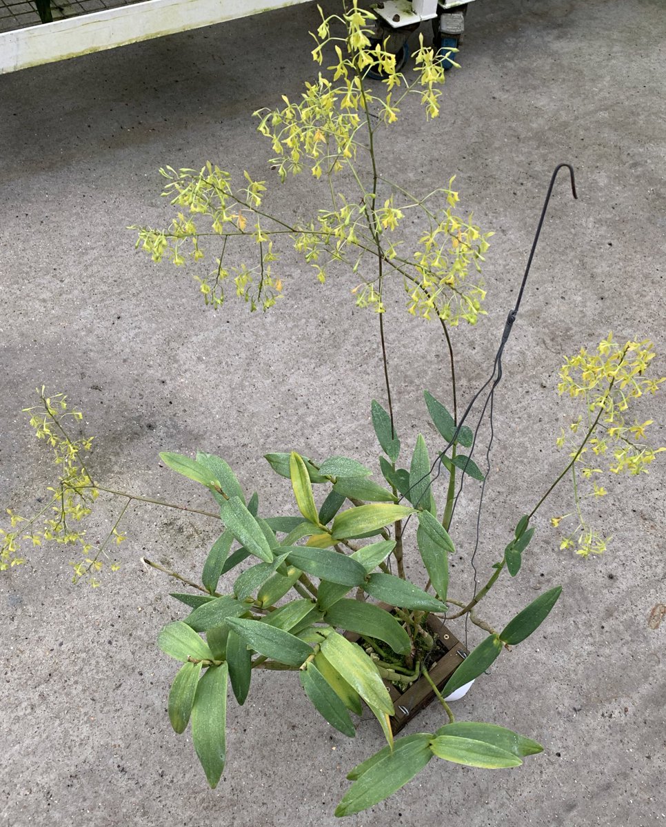 HorticultureSci's tweet photo. Single island endemic @KewUKOTs @KewScience orchid from Montserrat, Epidendrum montserratense: stunning and absolutely thriving under the care of @kewgardens tropical nursery horticulture team. https://t.co/qH3YxhuLAD