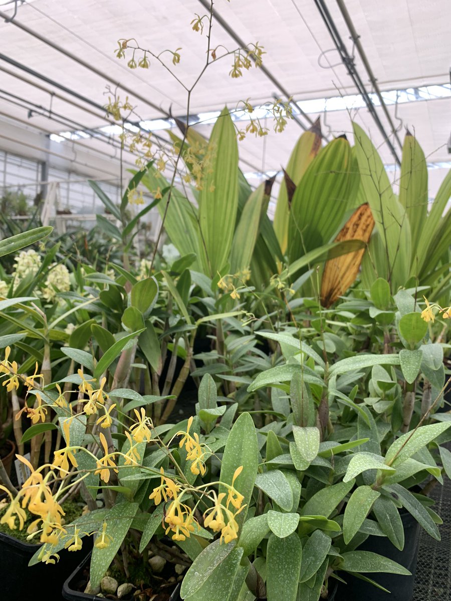 HorticultureSci's tweet photo. Single island endemic @KewUKOTs @KewScience orchid from Montserrat, Epidendrum montserratense: stunning and absolutely thriving under the care of @kewgardens tropical nursery horticulture team. https://t.co/qH3YxhuLAD