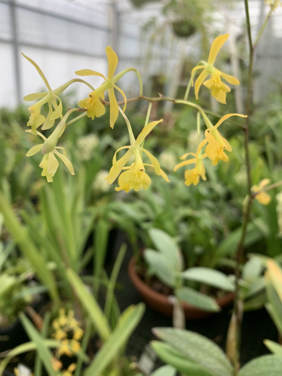 HorticultureSci's tweet photo. Single island endemic @KewUKOTs @KewScience orchid from Montserrat, Epidendrum montserratense: stunning and absolutely thriving under the care of @kewgardens tropical nursery horticulture team. https://t.co/qH3YxhuLAD