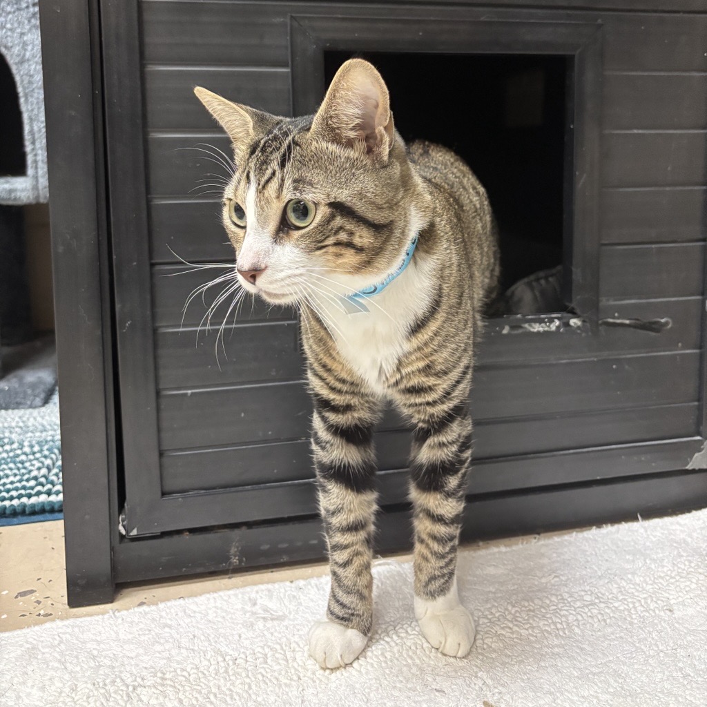 Humane_SLC's tweet photo. Need a pick me up this morning? Enjoy these photos of Lori and some of our feature room #cats: Jasper, Butterscotch, and Mercedes 🐱 Tune into our stories on Facebook and Instagram all day long to see what our cats and dogs are up to today 🐾 https://t.co/W0iA005ZsK