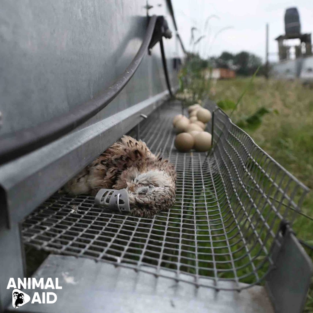 AnimalAid's tweet photo. Birds are confined and often die in barren metal cages. The shooting industry thinks this is acceptable. 💔
Don’t turn your back on these helpless birds. Order leaflets to distribute here ➡️ https://t.co/iCW6XTeMW6
#ShootingSeason #Partridges #Birds #Sport #Violence https://t.co/AYv8U0NTLb