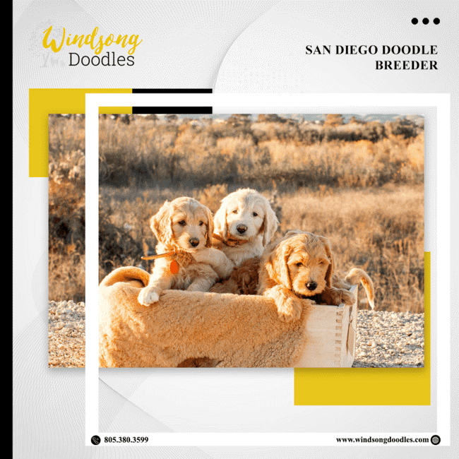 labradoodlemoon's tweet image. Find your dream doodle companion in sunny San Diego! Our reputable breeding program focuses on producing beautiful, well-socialized doodle puppies for loving homes.

bit.ly/3QIHsFD 

#WindsongDoodles #TrainedGoldendoodle #CaliforniaPets #DogTraining