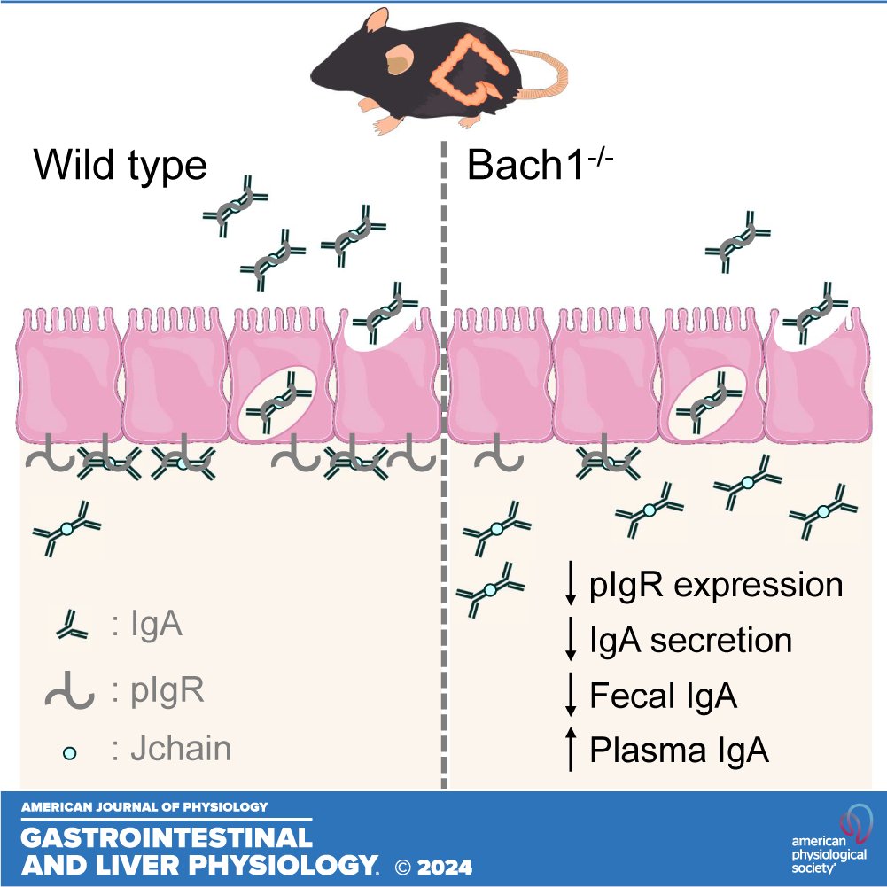 ajpgi's tweet photo. ➡️Bach1's impact on intestinal immunity is complex! This research by Riku Hamada et al. reveals how Bach1 deficiency affects IgA secretion and pIgR expression.

https://t.co/wHPPQMdEIA

#FlowCytometry #ImmunoglobulinA #mRNAStability #PolymericImmunoglobulinReceptor https://t.co/qoVN9ufSWS