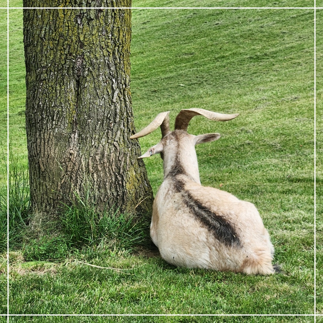 WFAS_cares's tweet photo. We have one tree in our front lawn at the house - and that tree is LOVED by Vincent and Violet. https://t.co/hi5kgelq6n