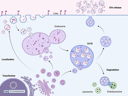 TheCooksLab (@cookslab) on Twitter photo Fresh at <a href="/ISEV_JExBio/">ISEV Journal of Extracellular Biology</a> - Ofir, a joint student with Prof. Angel Porgador from <a href="/bengurionu/">Ben-Gurion University of the Negev</a> has gone over hundreds of papesr to come up with this comprehensive review discussing the convergence of CAR technologies and EVs from T or NK cells. Take a look at isevjournals.onlinelibrary.wiley.com/doi/full/10.10… Fresh at <a href="/ISEV_JExBio/">ISEV Journal of Extracellular Biology</a> - Ofir, a joint student with Prof. Angel Porgador from <a href="/bengurionu/">Ben-Gurion University of the Negev</a> has gone over hundreds of papesr to come up with this comprehensive review discussing the convergence of CAR technologies and EVs from T or NK cells. Take a look at isevjournals.onlinelibrary.wiley.com/doi/full/10.10…