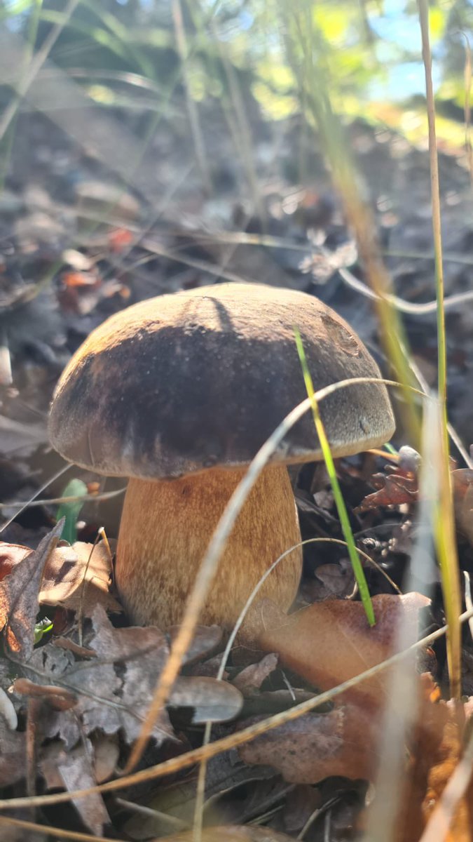 🍂🍁 Thesari i stinës 🍁🍂
.
.
.
🍂🍁Treasure of the season 🍁🍂